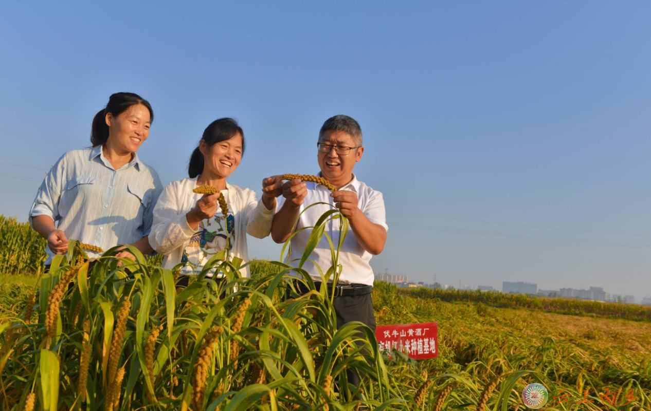 内乡县桃溪镇非遗黄酒酿出乡村新生活