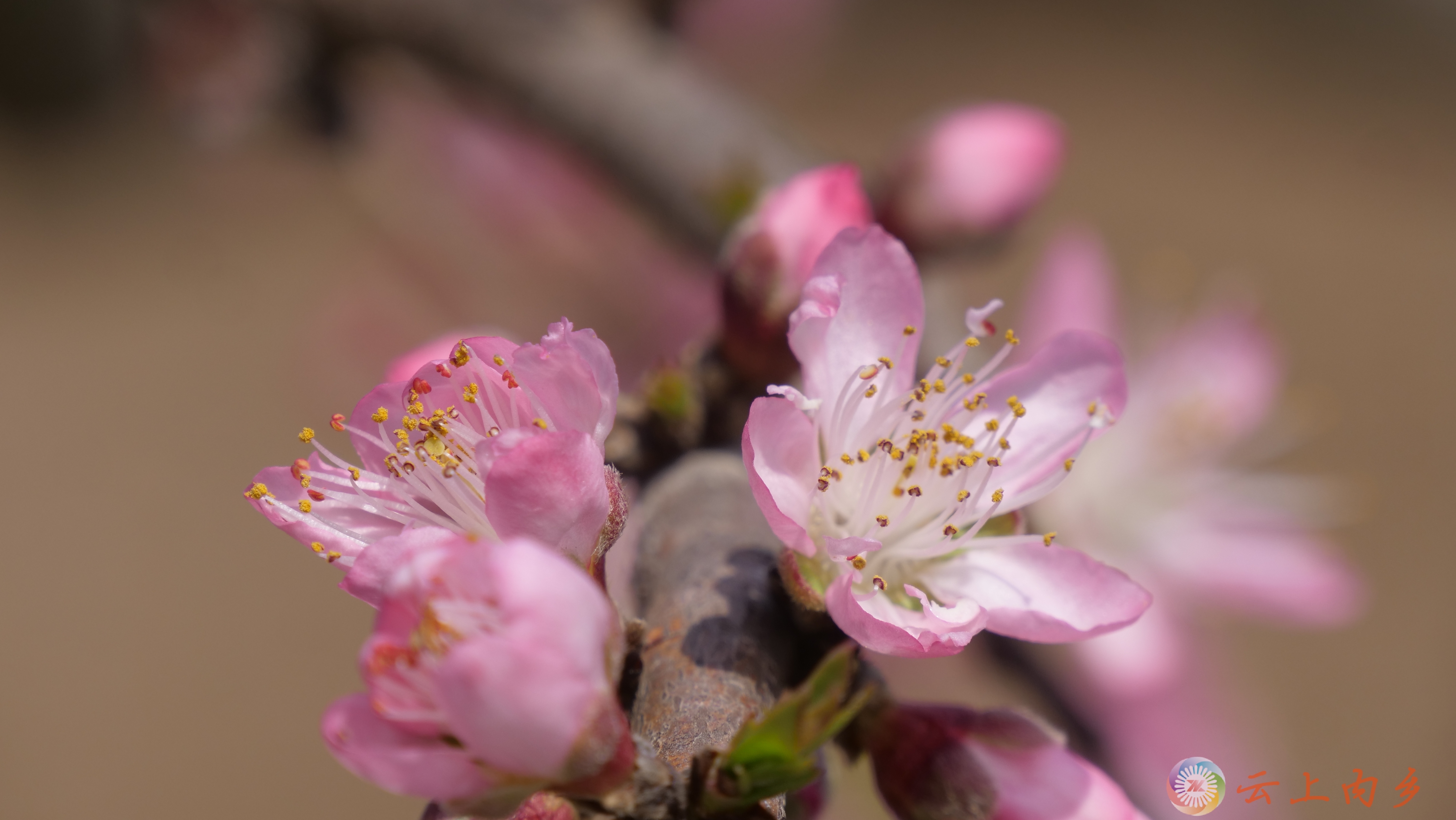 时下内乡县10万亩特色林果基地,粉嘟嘟的油桃花,洁白如雪的李花铺满