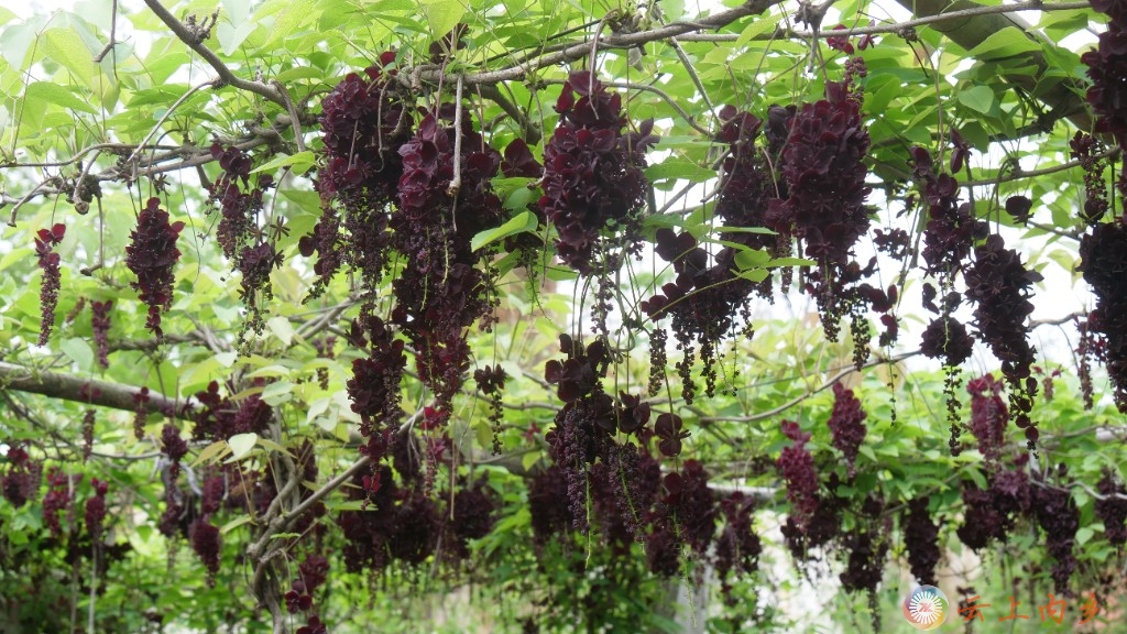 内乡县赵店乡杜沟村:"八月炸"盛开"致富花"-大象网