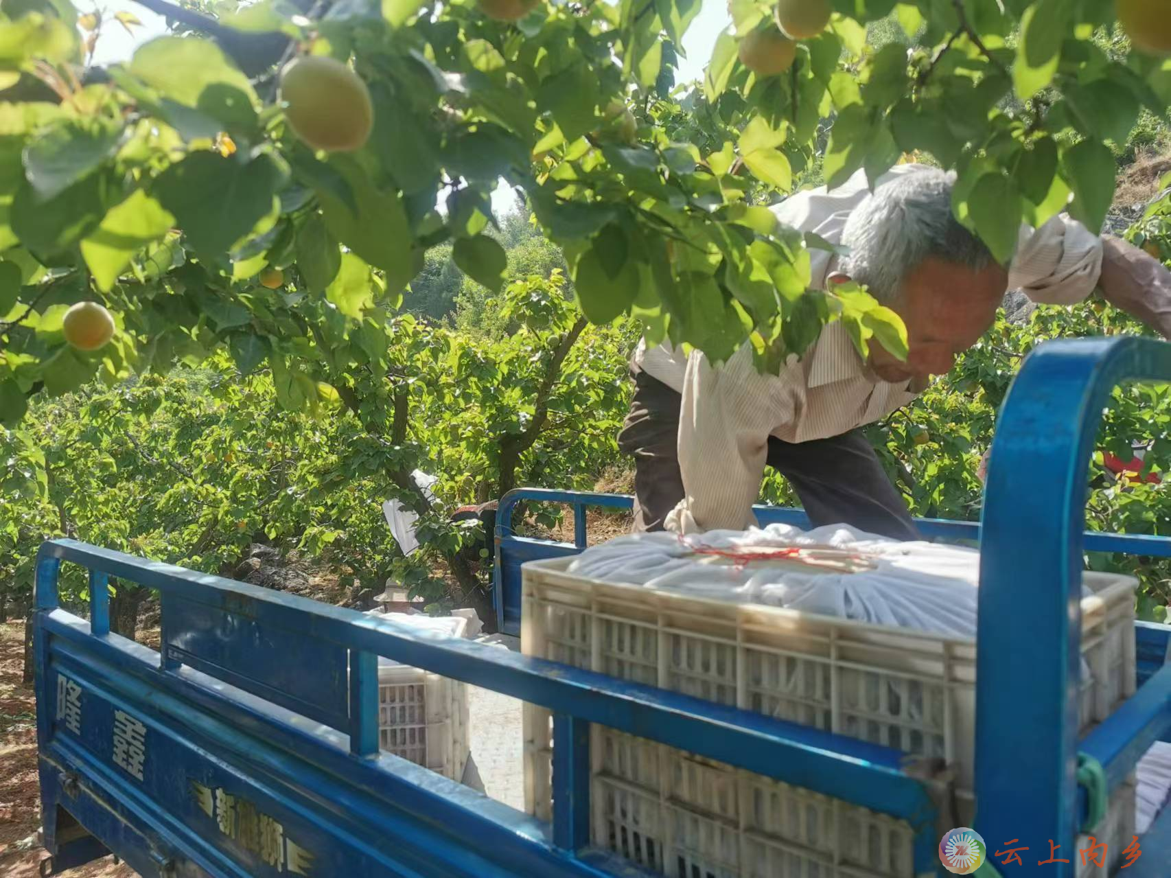 内乡县湍东镇:"小林果"铸就大产业