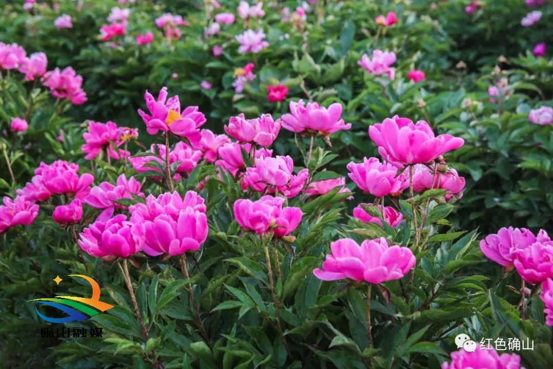 正是"五月花神"芍药花盛开之际,走进竹沟镇王岗村,被誉为"豫南芍药第