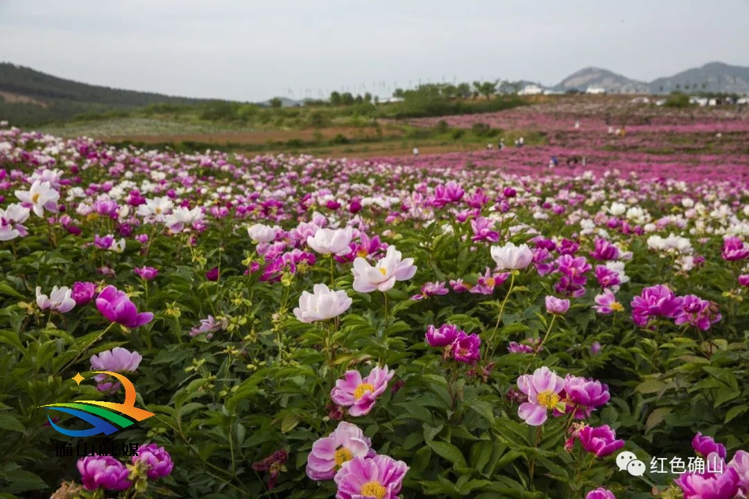 正是"五月花神"芍药花盛开之际,走进竹沟镇王岗村,被誉为"豫南芍药第
