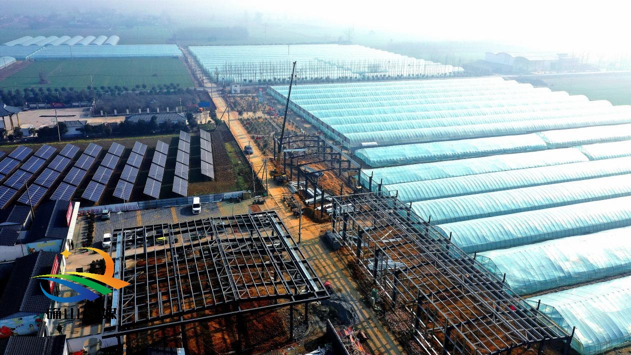 确山县刘店镇伍桥村的全速蔬菜科技有限公司,种植基地集中流转经营