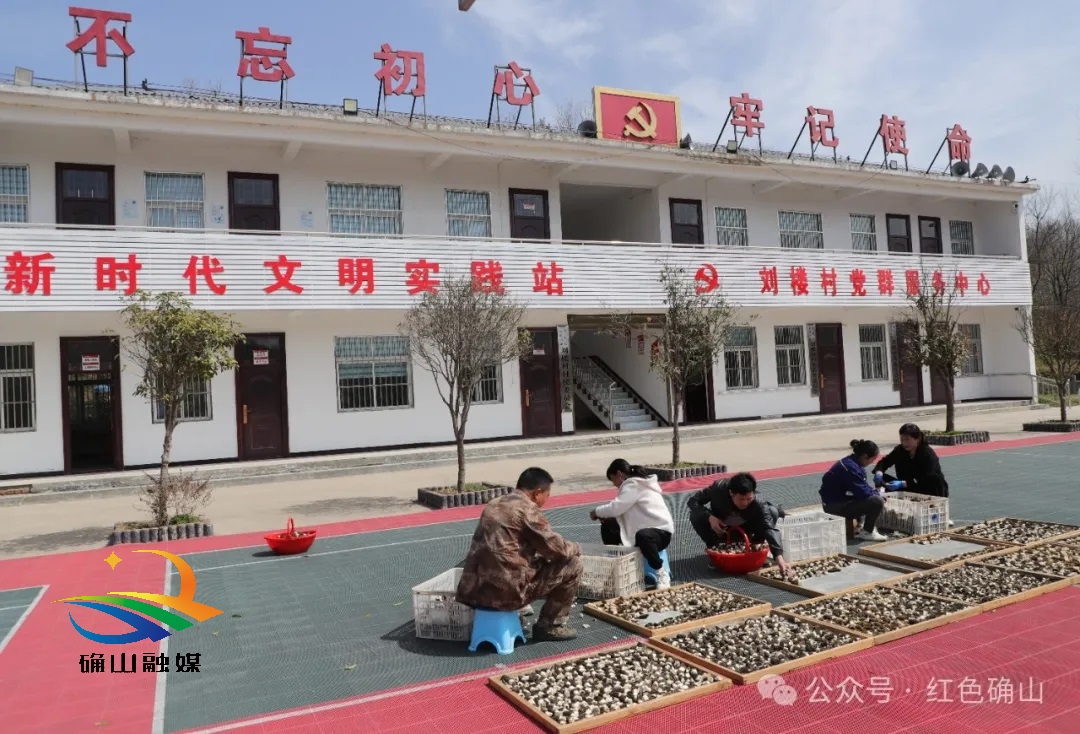 确山:小小羊肚菌 撑起"致富伞"-大象网