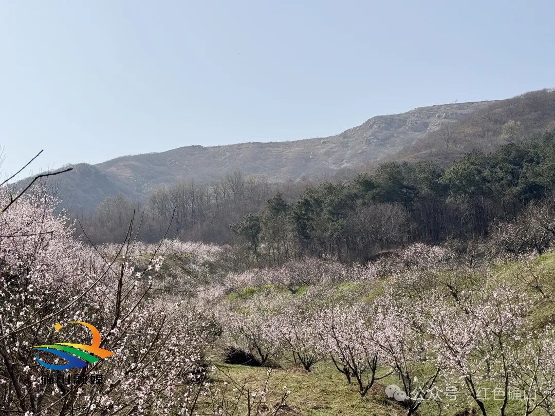 确山:蚂蚁山下千亩桃花开-大象网