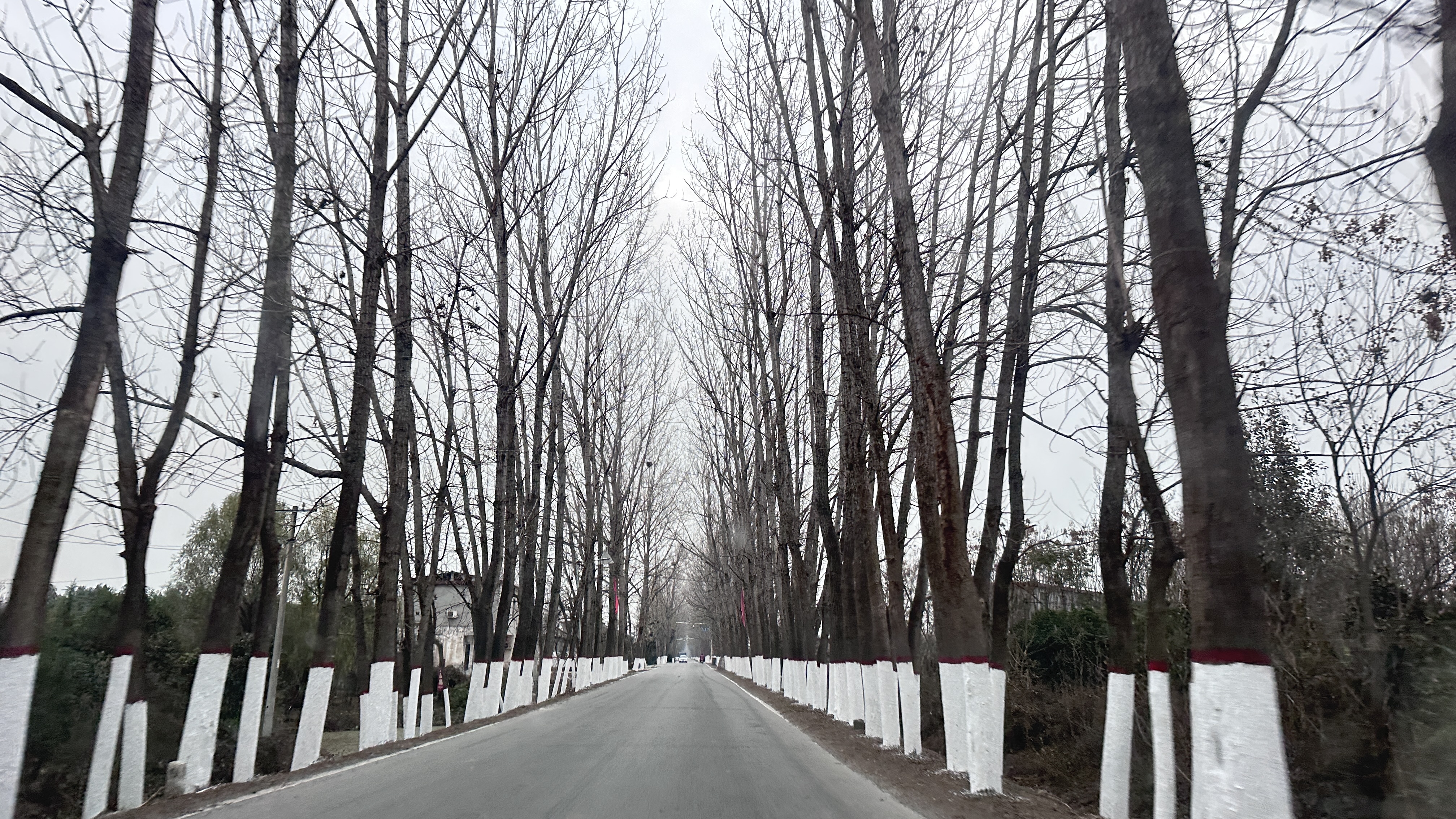 汝南县东官庄镇刷白行道树美化路域环境