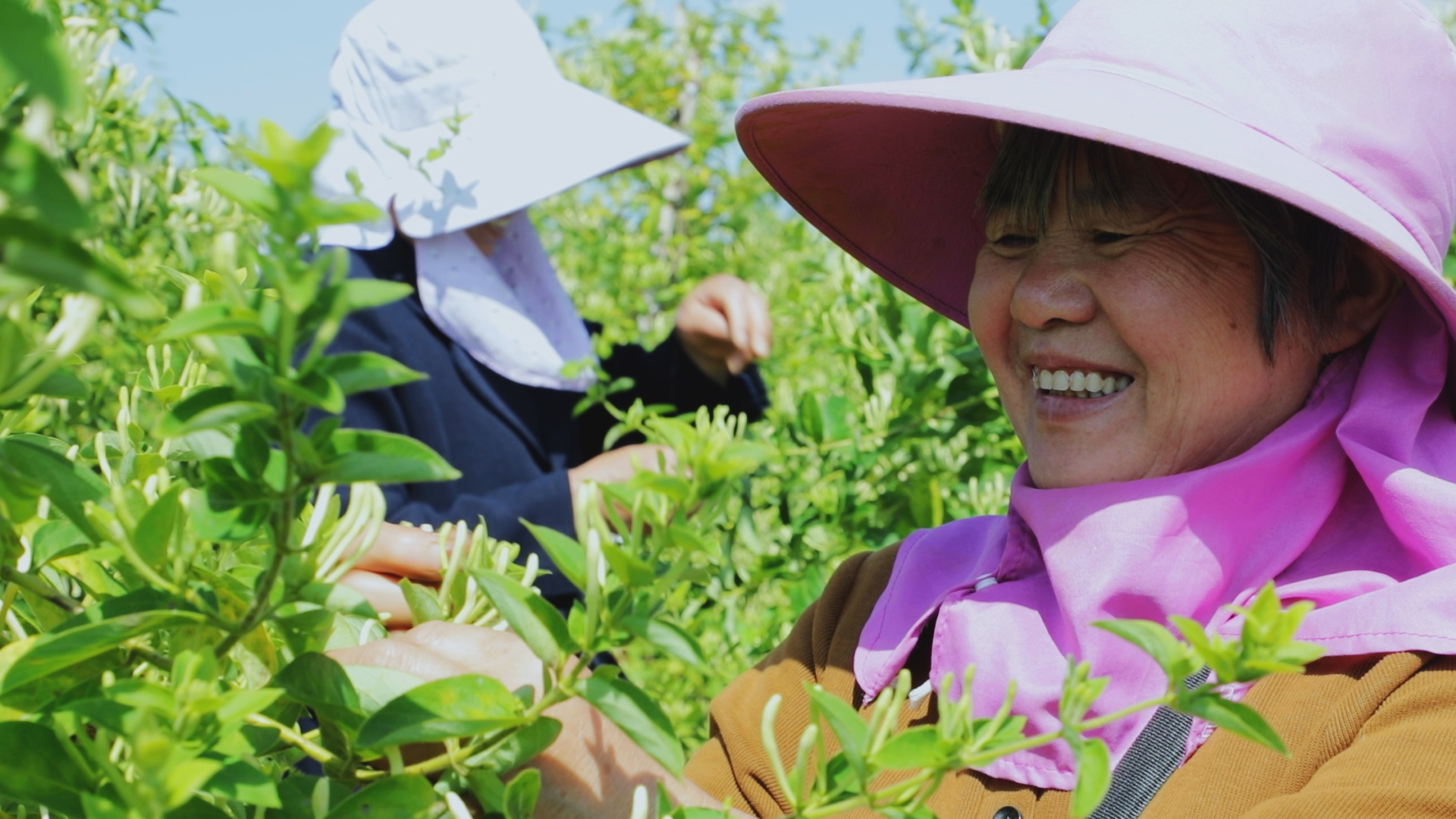 三门峡市陕州区西李村乡金银花飘香村民采摘忙