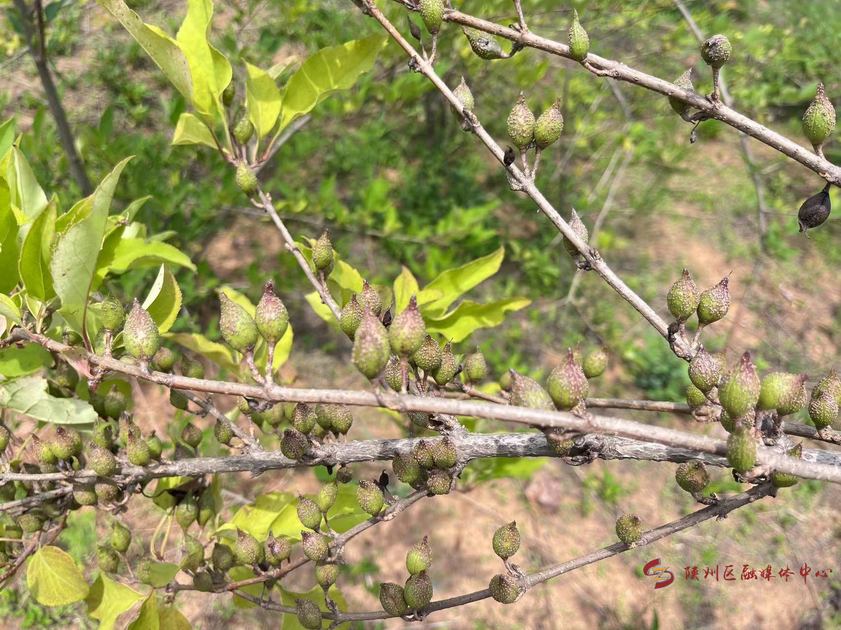 三门峡市陕州区张茅乡:小小连翘果 铺就致富路
