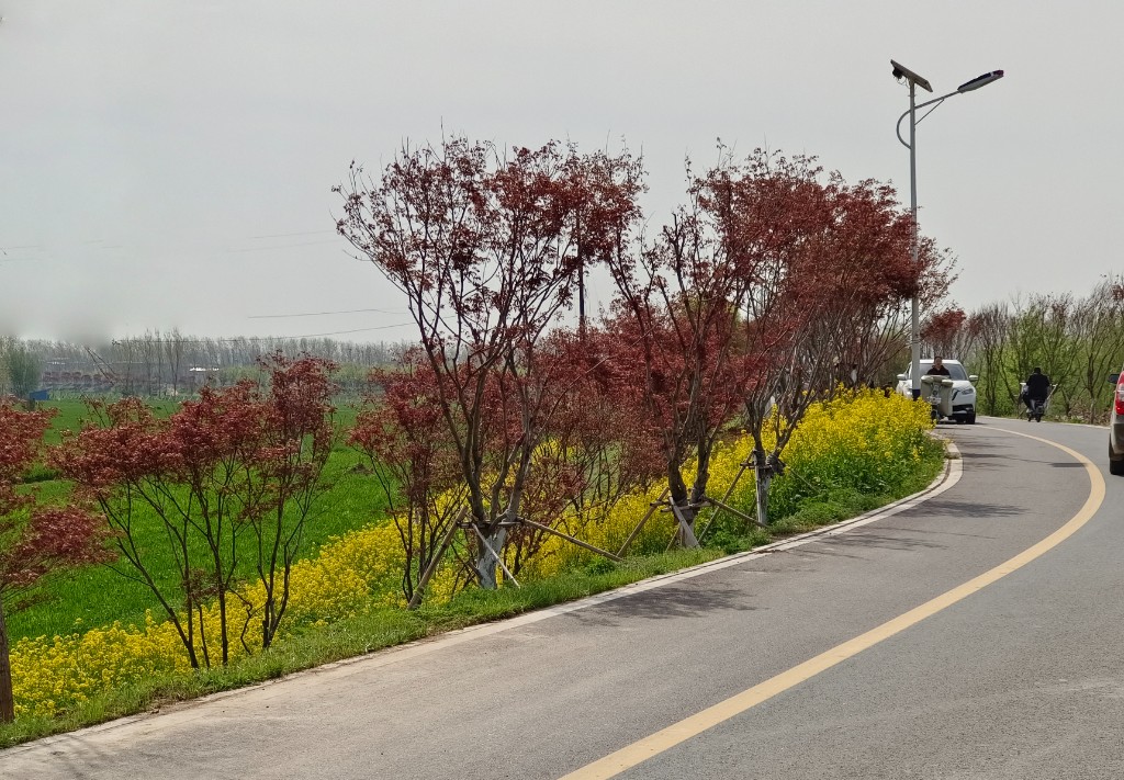 魅力槐乡 湿地公园