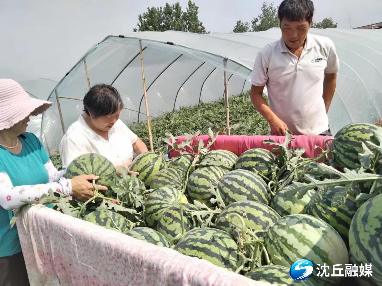 沈丘县白集镇:订单西瓜"甜"劲足
