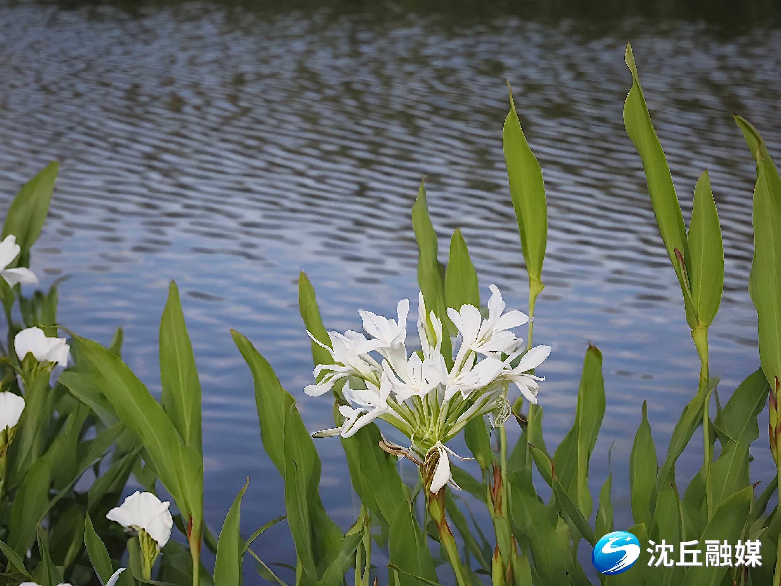 河边姜花盛开