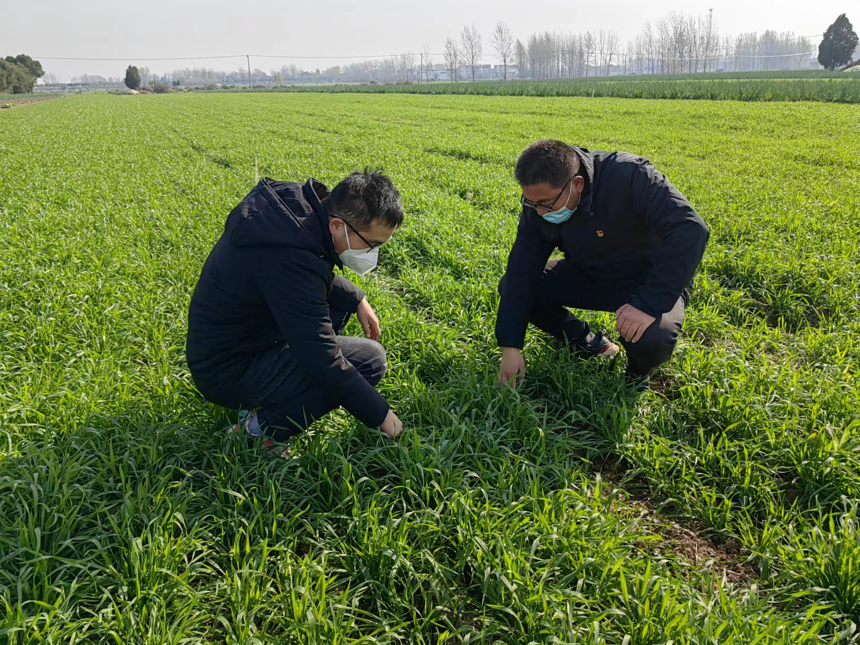 社旗县饶良镇强化冬季麦田管理保障群众增产丰收