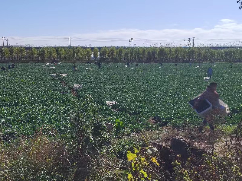 社旗县桥头镇蔬菜丰收采摘忙