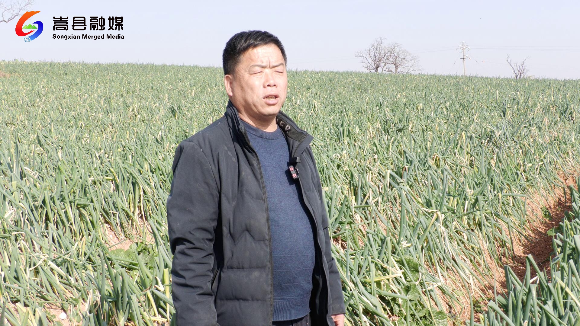 公益助农直播嵩县闫庄大葱丰收啦