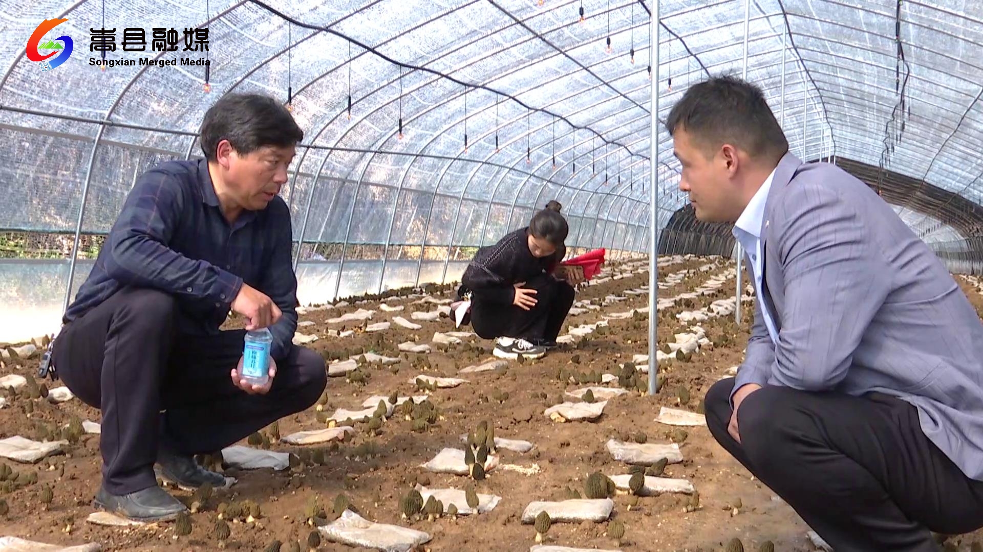 洛阳农林科技学院陆浑羊肚菌技术指导[00-02-35][20240321-162710789]