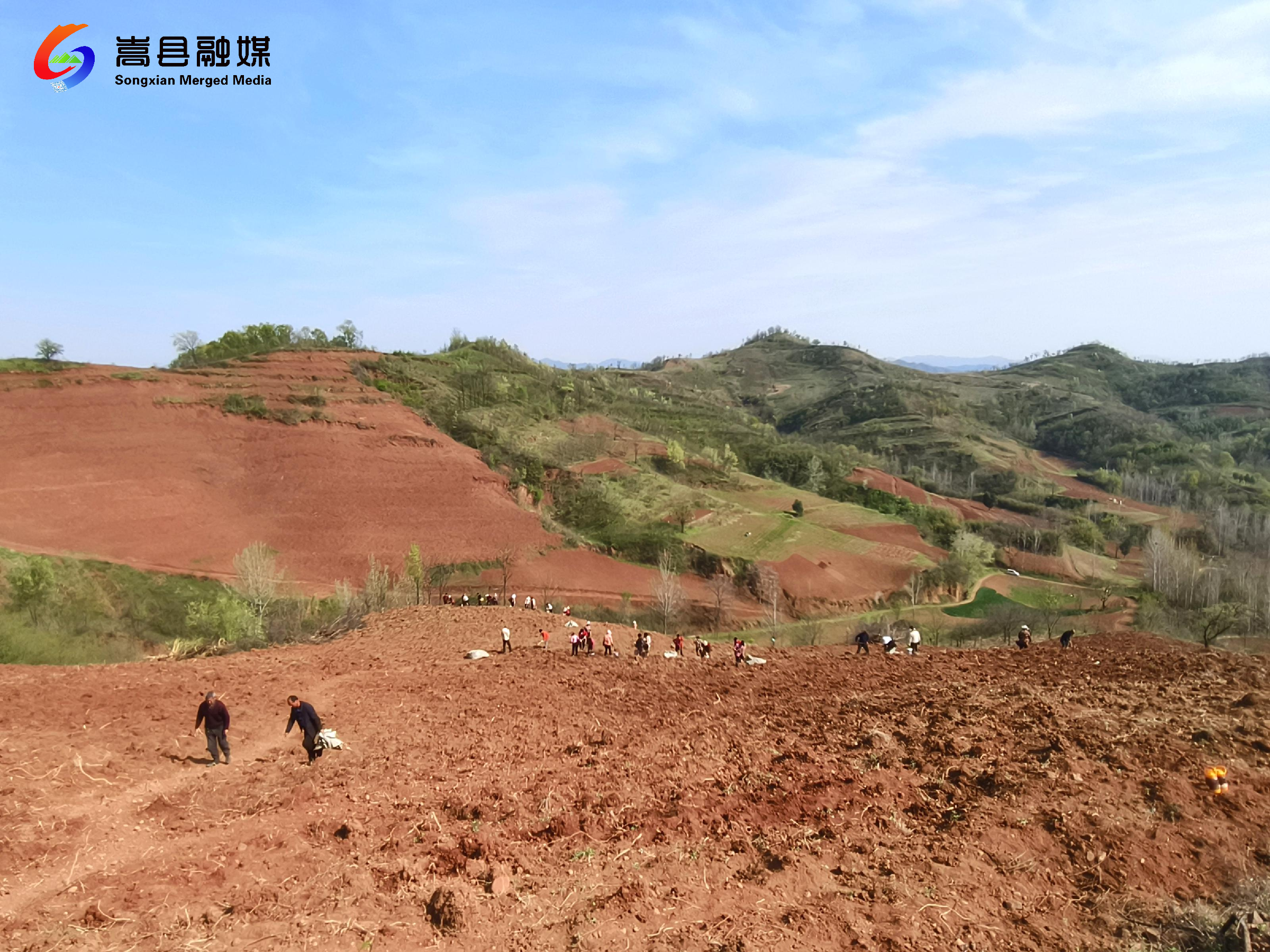 嵩县旧县镇:种下中药材 拓宽致富路-大象网