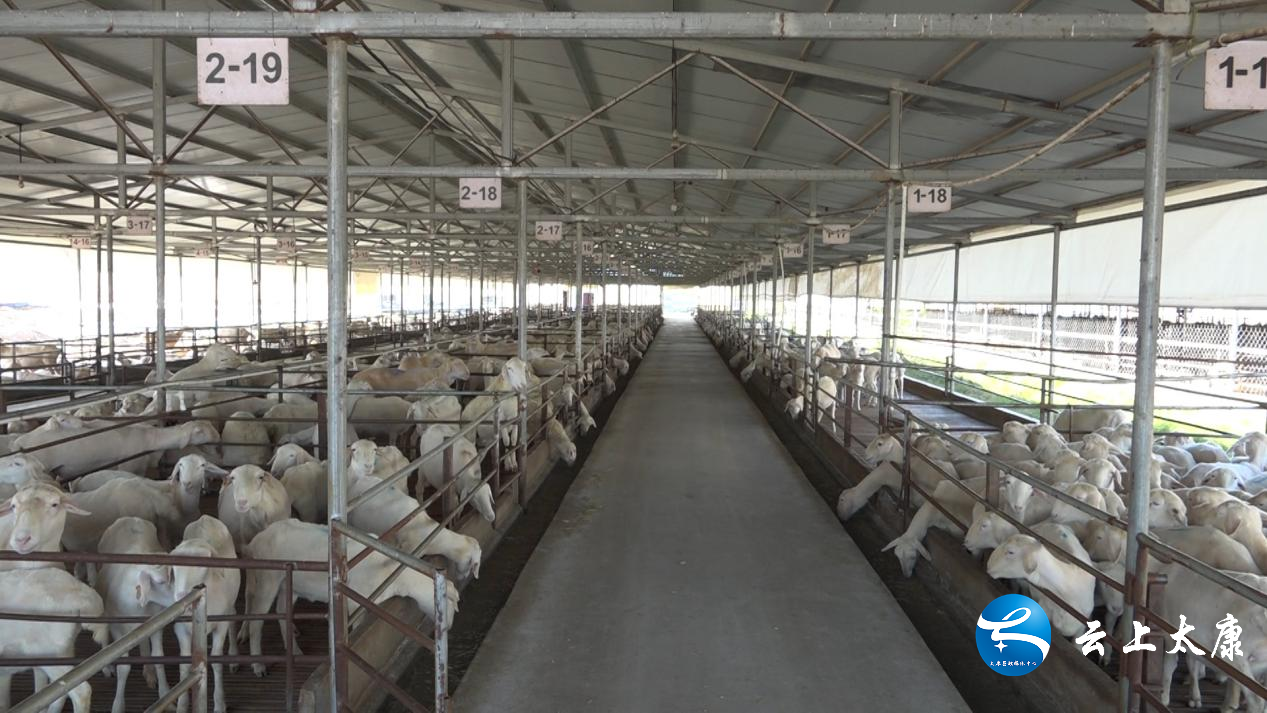 三个现代化的羊舍并列排开,羊舍内干净整洁无异味
