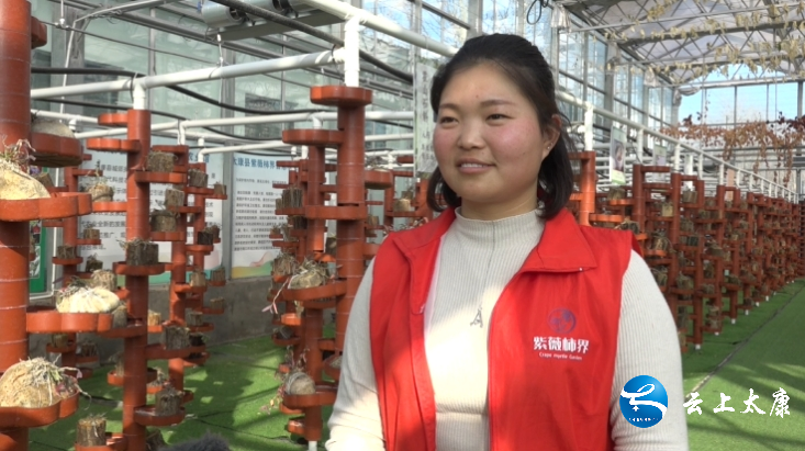 "太康县城郊乡紫薇柿界石斛种植基地负责人宋夏婉说.
