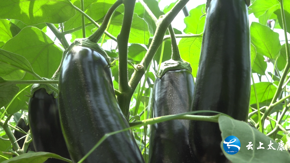 太康:产业兴旺谋发展 特色种植促增收