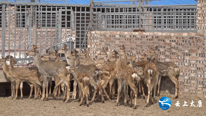 太康:特色养殖助发展 乡村振兴有新"鹿"