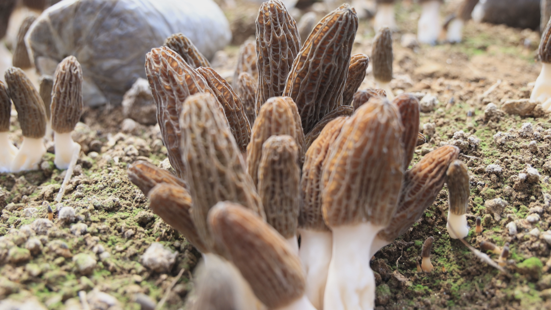 桐柏羊肚菌-大象网