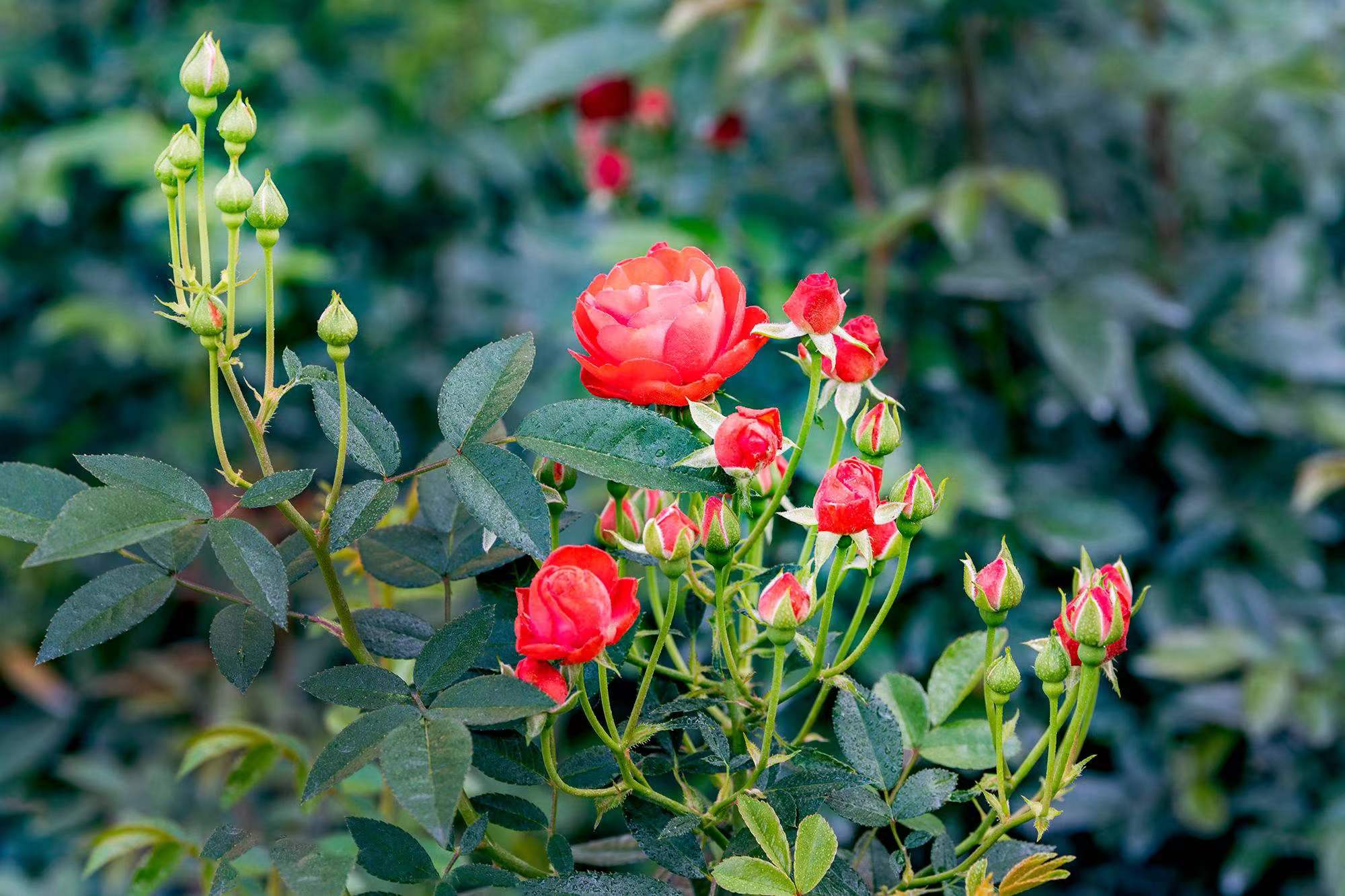 月季花壁纸图片大全图片