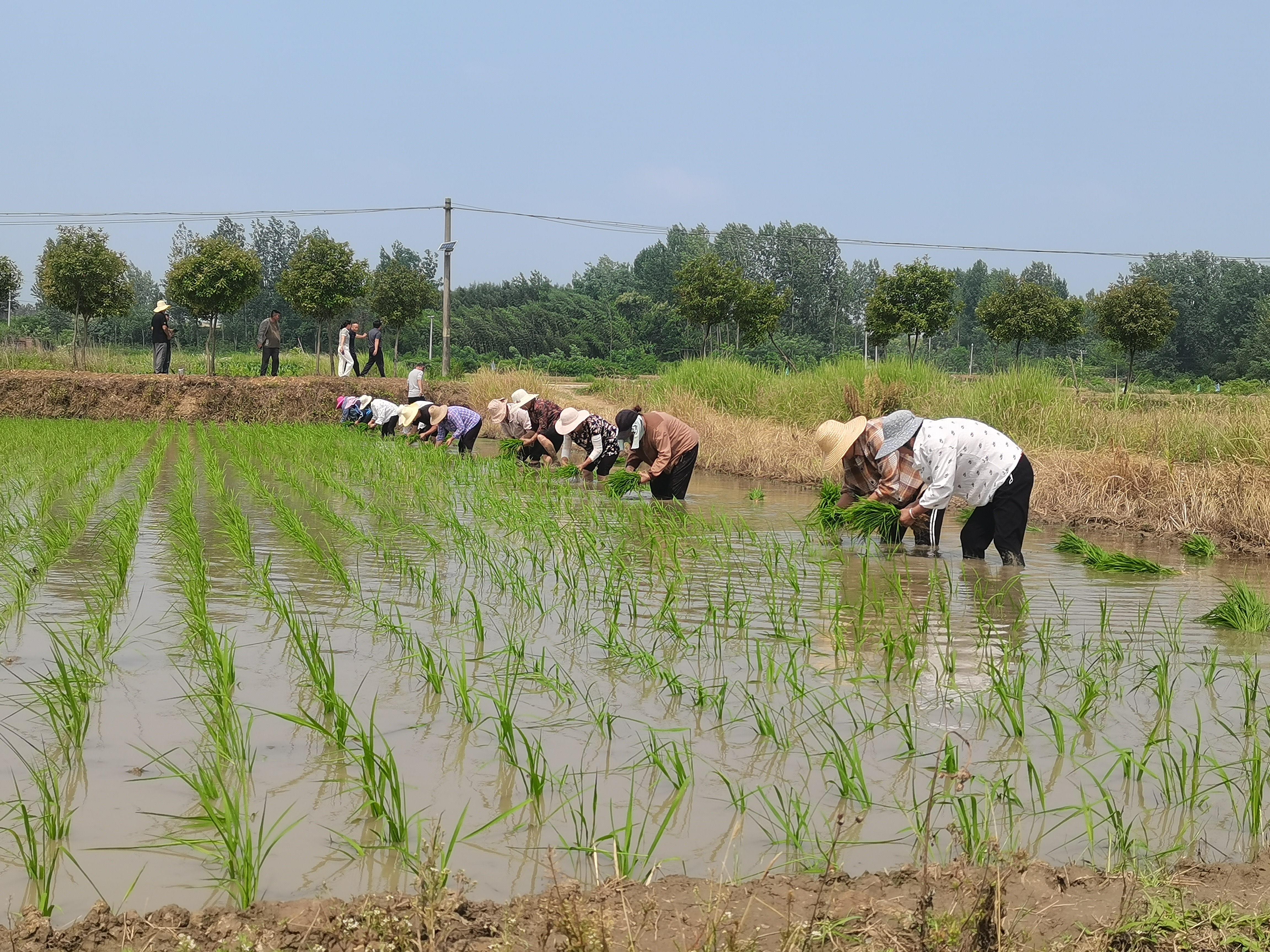 桐柏:稻畦青如染 农人插秧忙