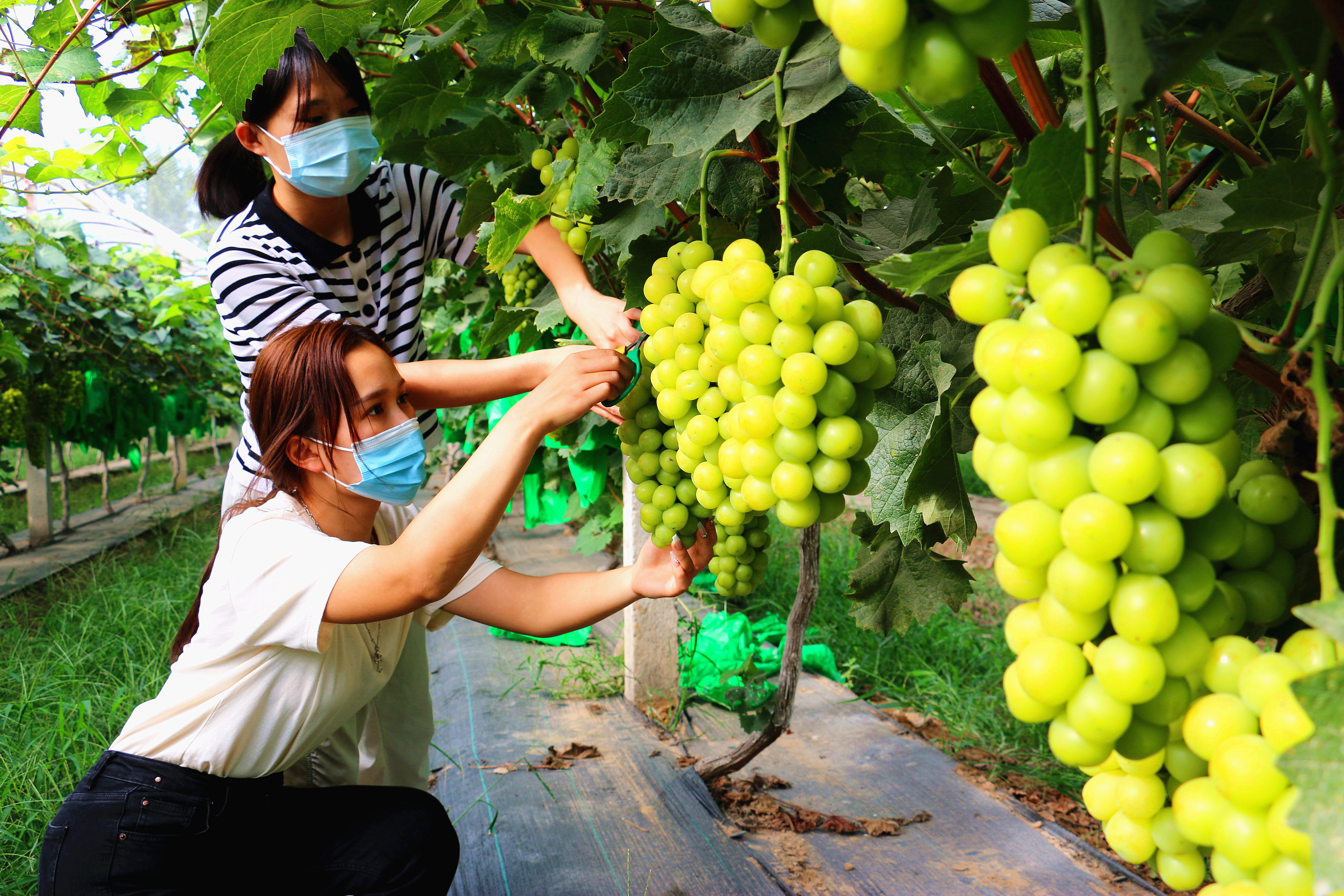 尉氏县水坡镇阳光玫瑰成熟上市了