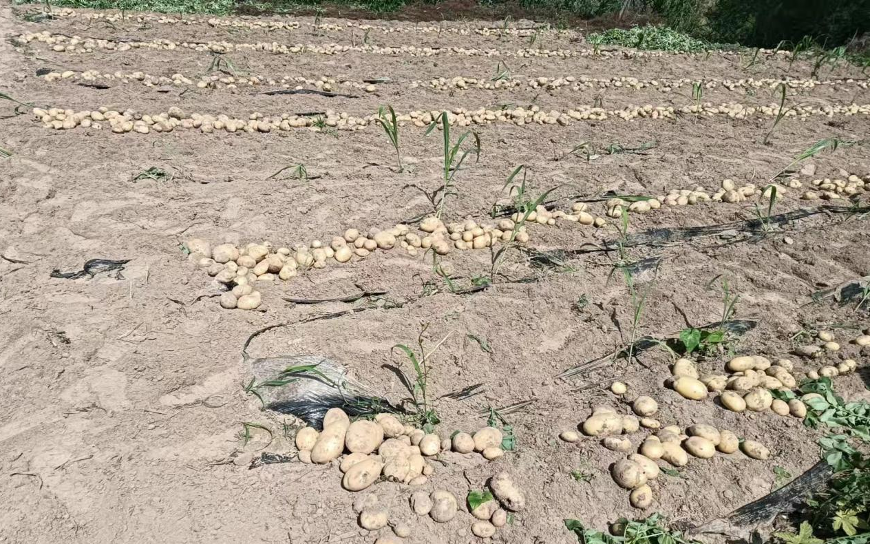 夏邑县李集镇:土豆收获忙 致富添"薯"光-大象网