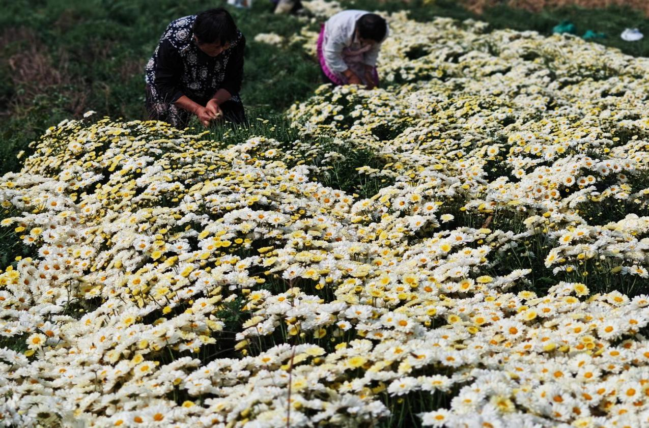 夏邑县骆集乡小菊花托起乡村振兴大产业