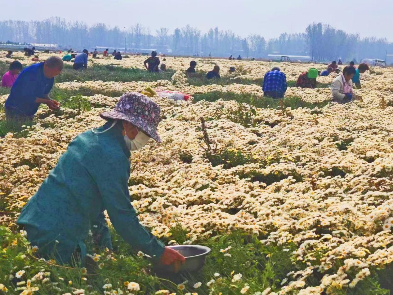 夏邑县骆集乡小菊花托起乡村振兴大产业