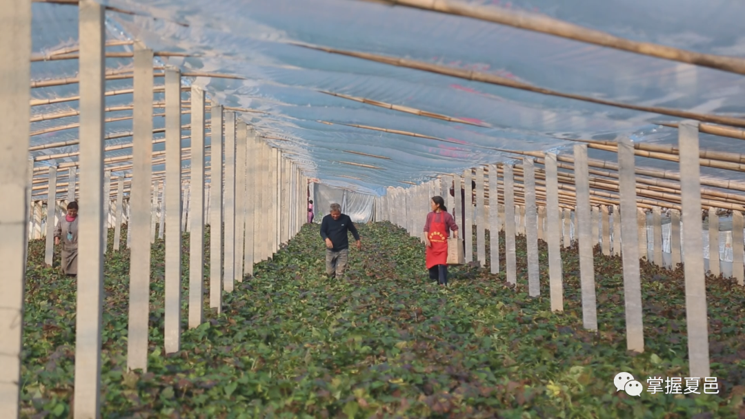 夏邑縣太平鎮紅薯苗結出幸福果