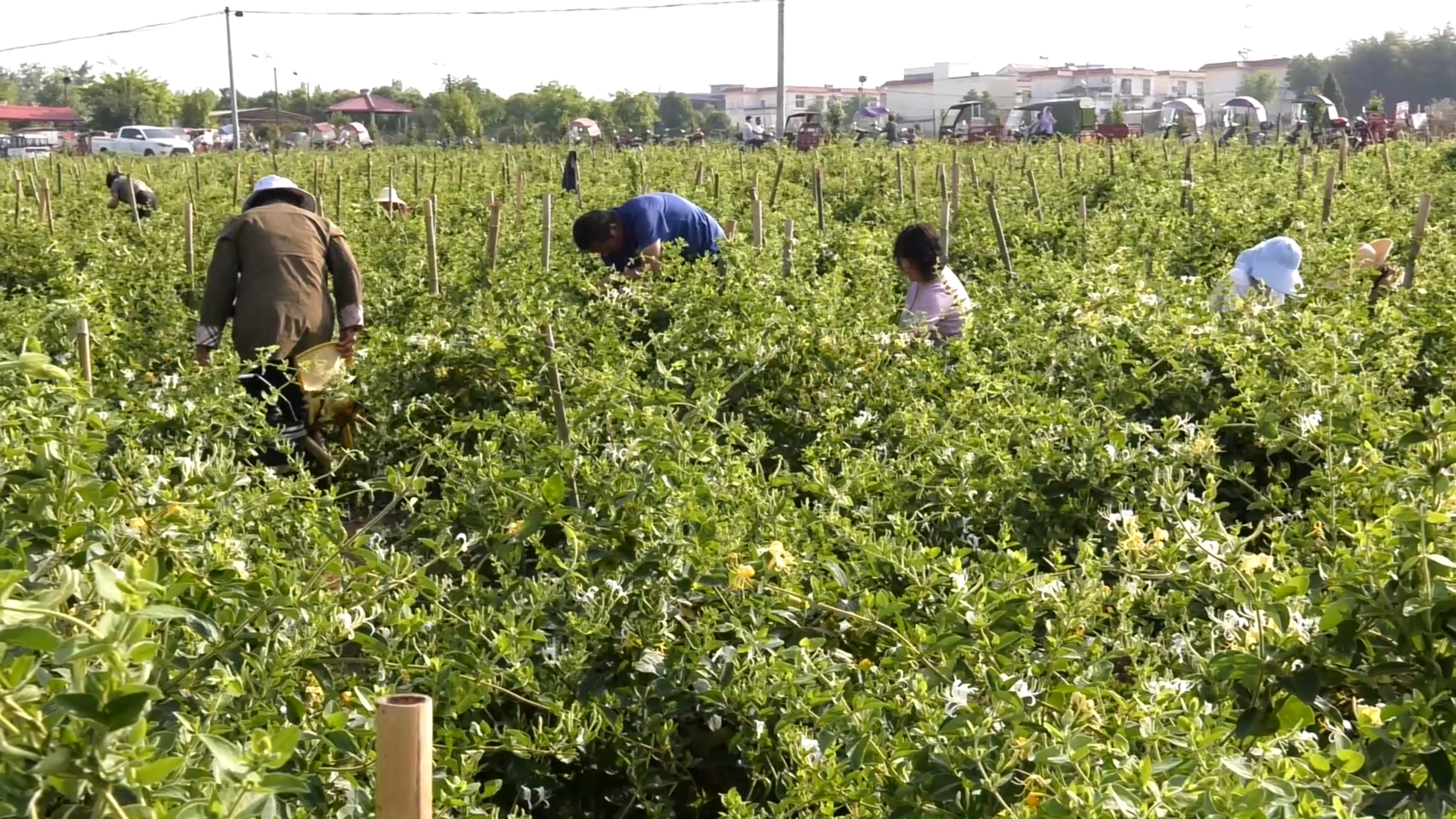 中国三大金银花基地图片