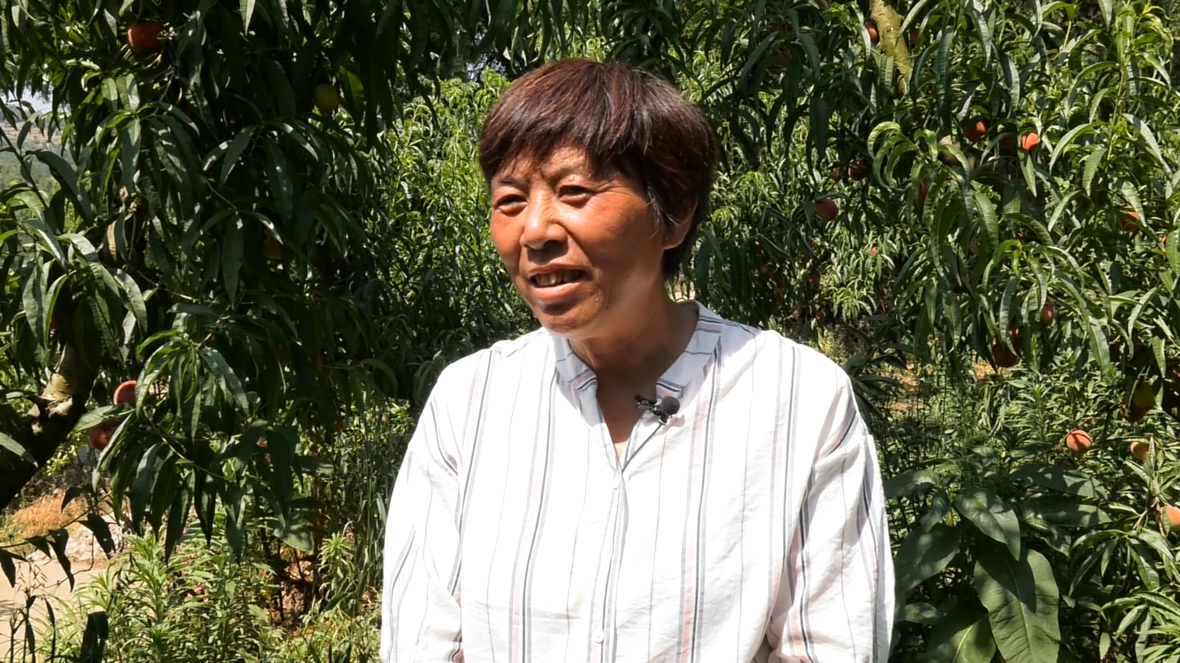 上集镇草庙沟村村民 李玉芬:趁早上天凉快,我们五六点都来干活摘桃子