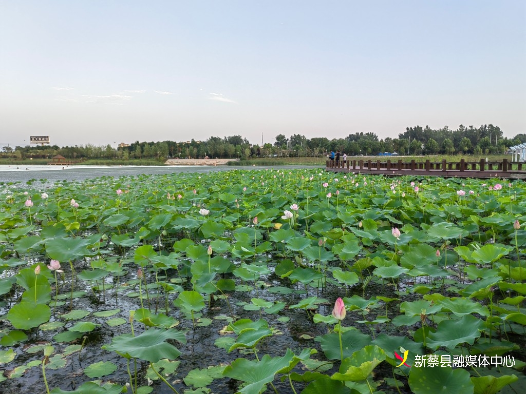 新蔡北湖公园接天莲叶无穷碧