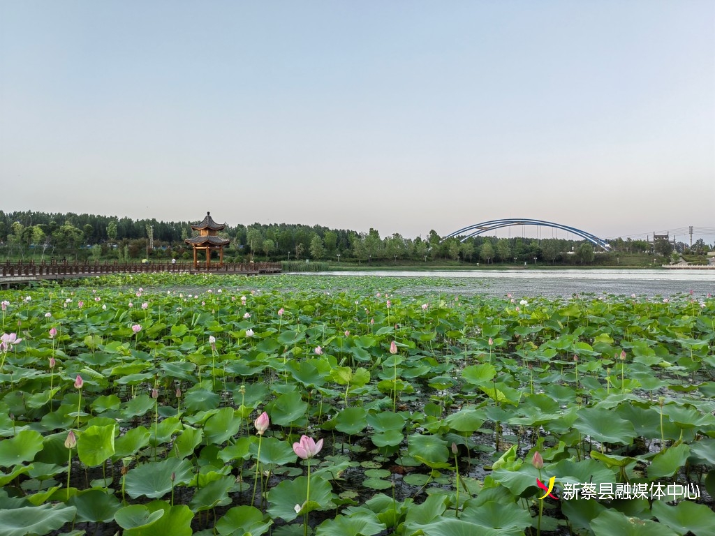 新蔡北湖公园接天莲叶无穷碧