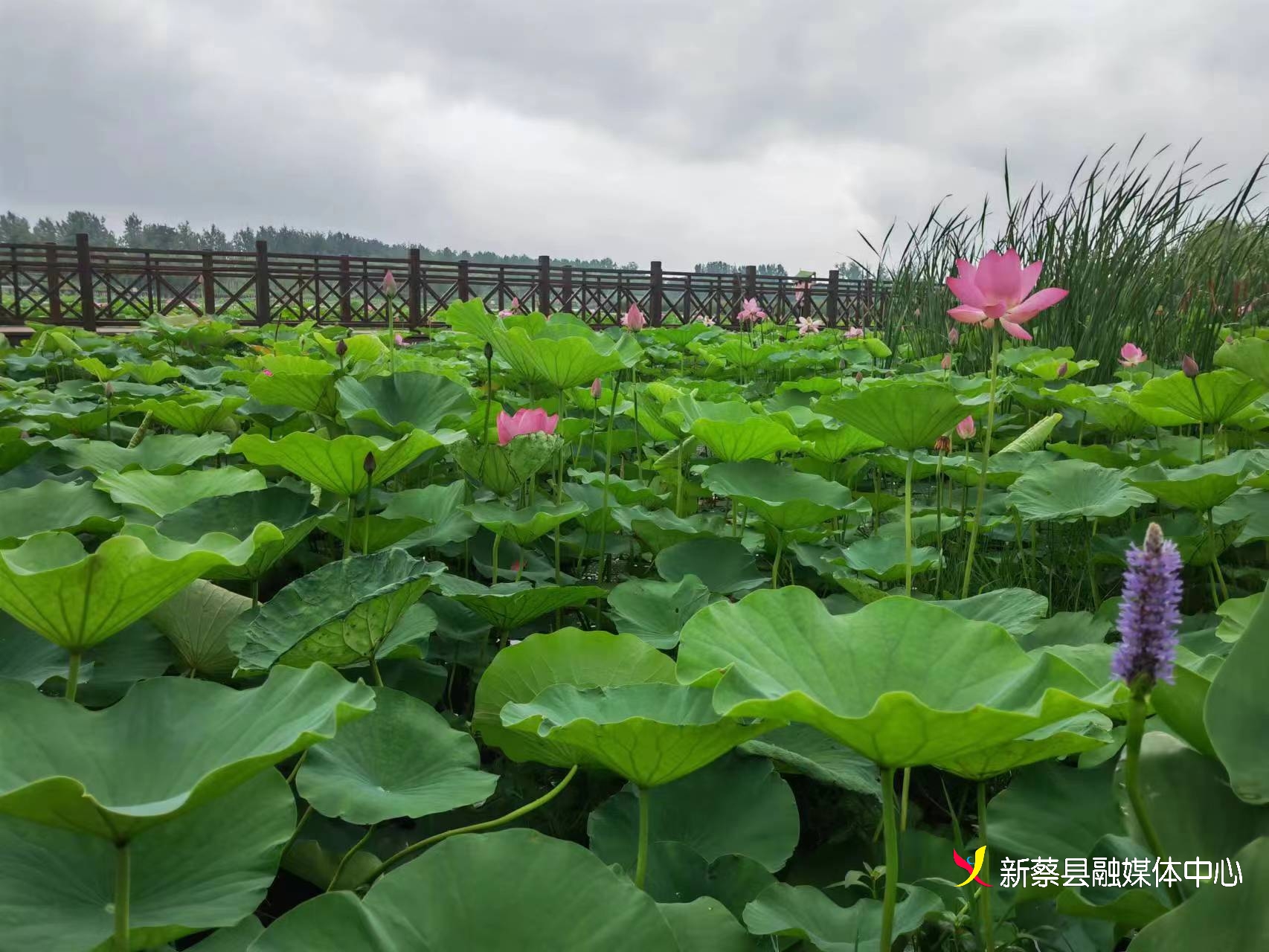 新蔡北湖公园的荷花开了