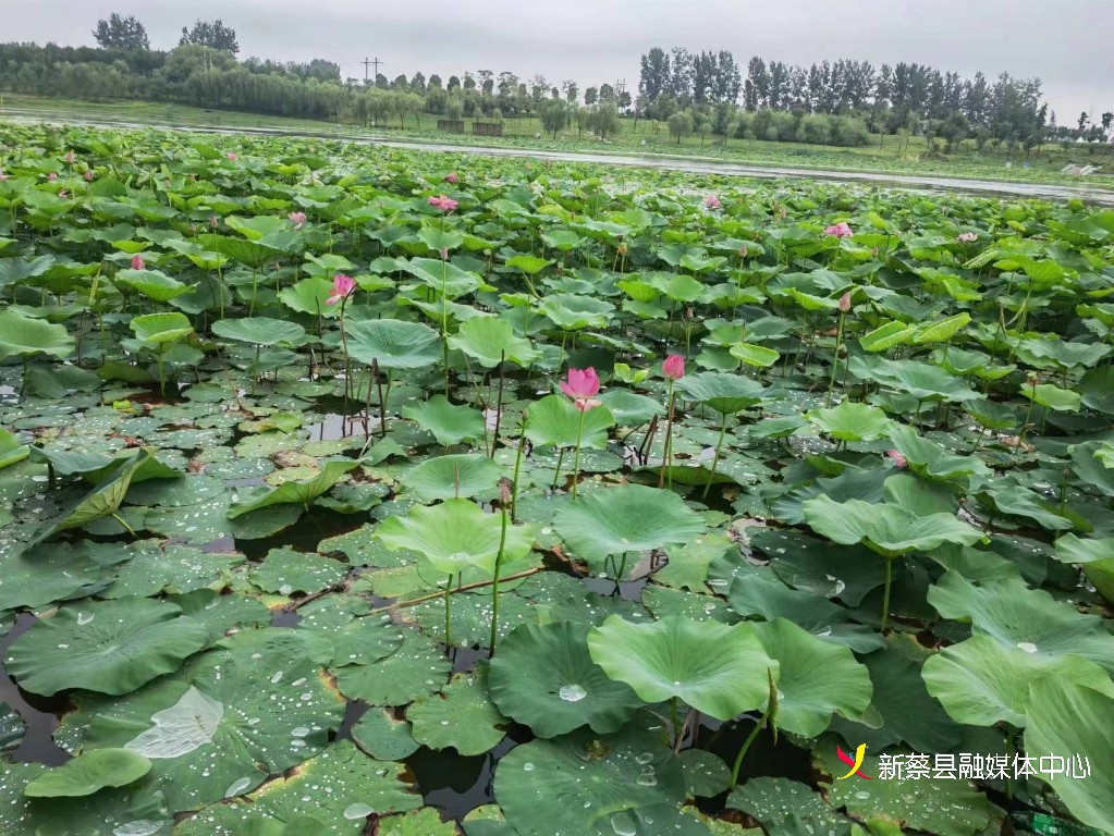 新蔡北湖公园的荷花开了