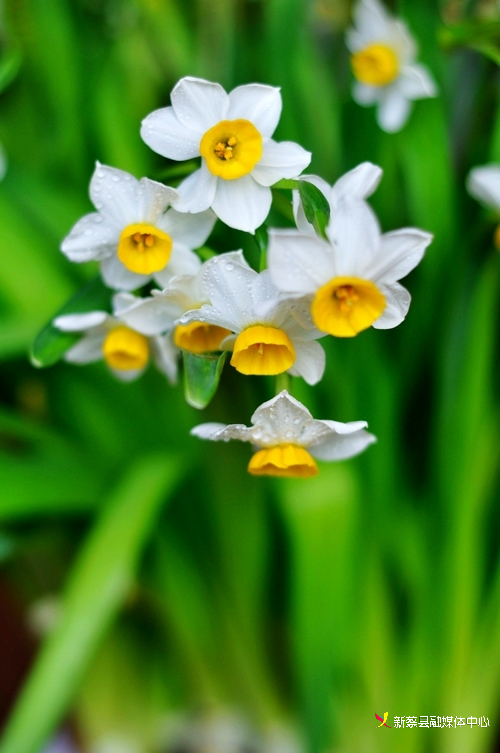 凌波仙子水仙花