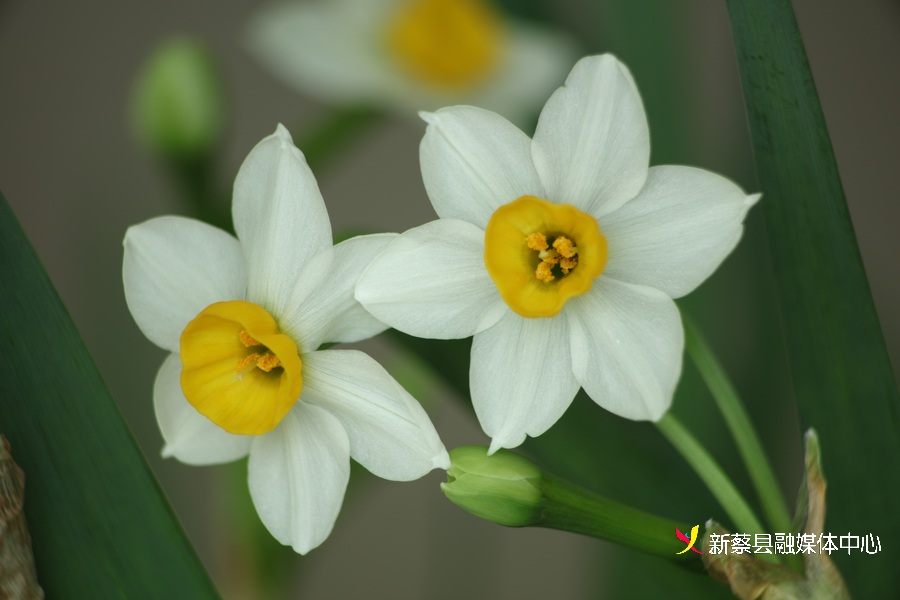 凌波仙子水仙花