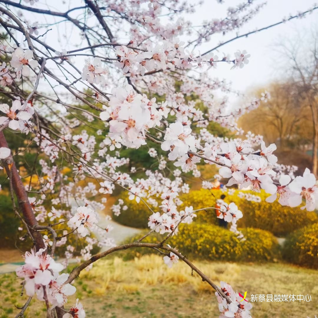 新蔡:春风送暖桃花开-大象网