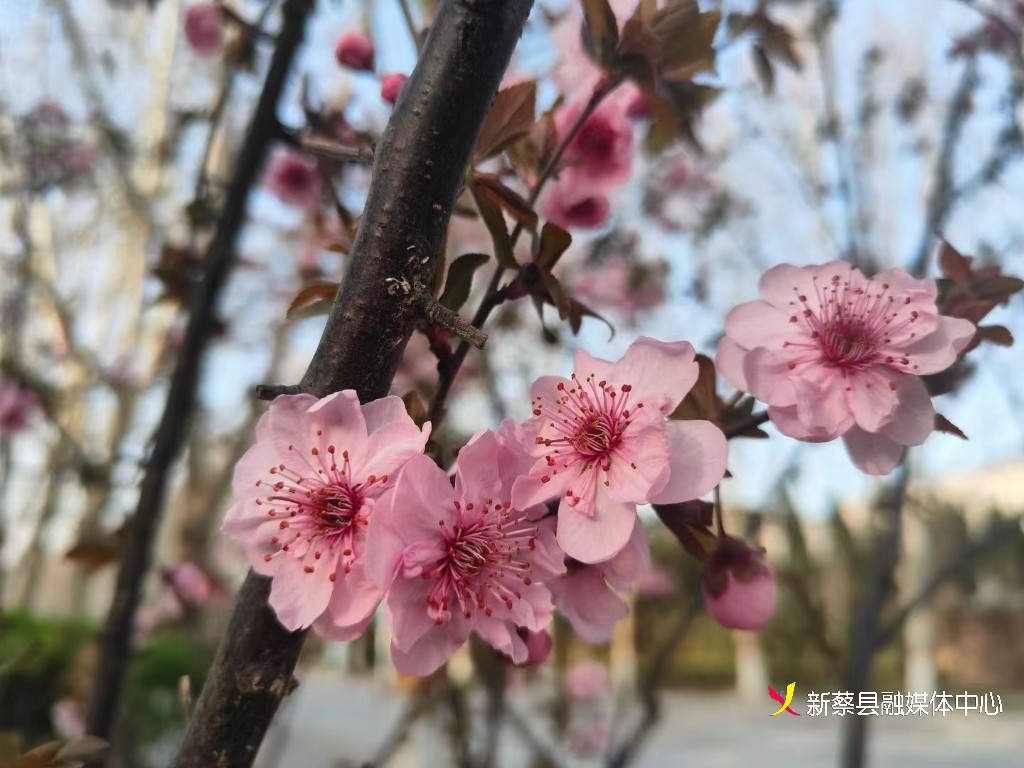 新蔡:春风送暖桃花开-大象网