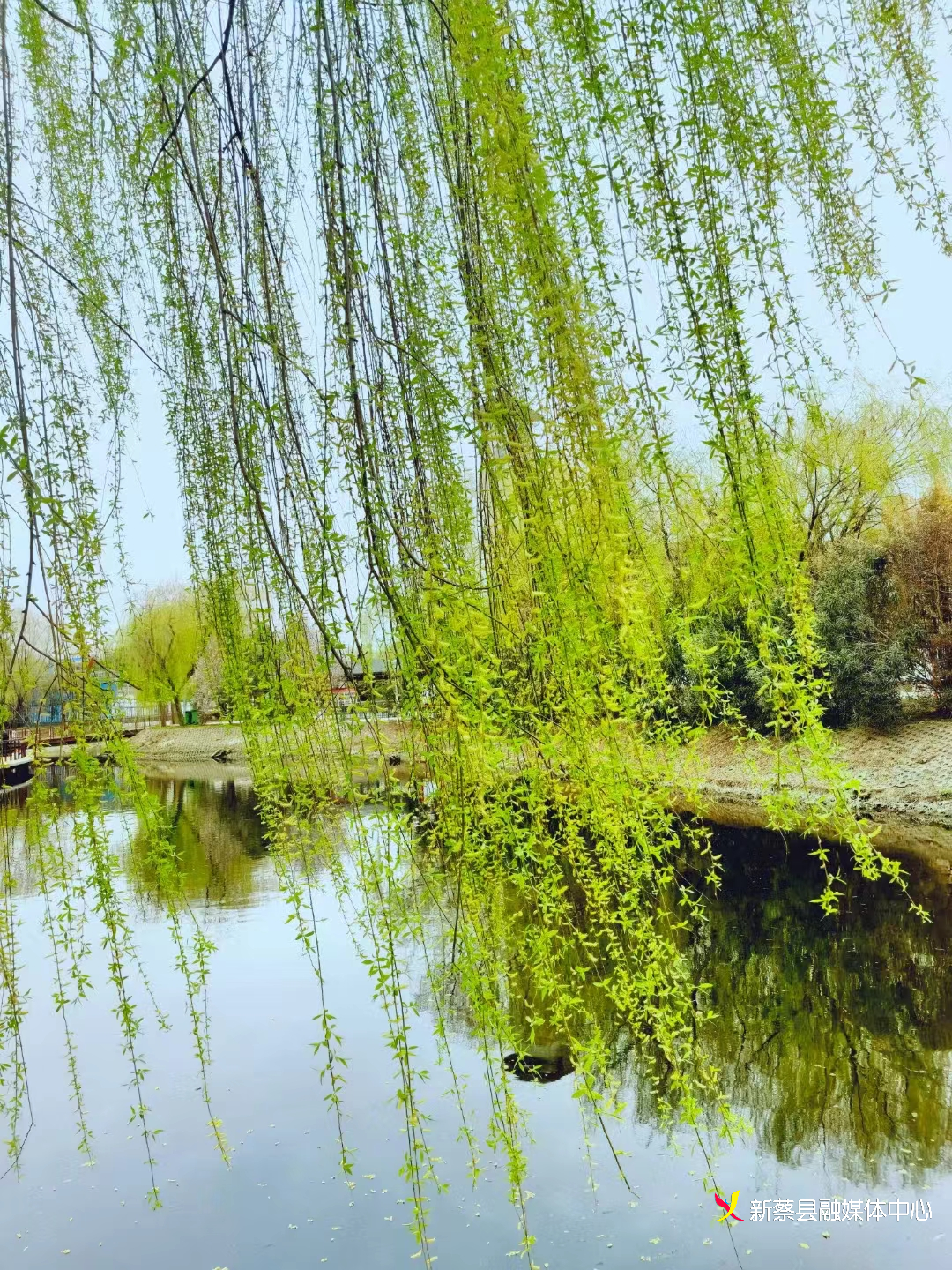 新蔡:春柳-大象网