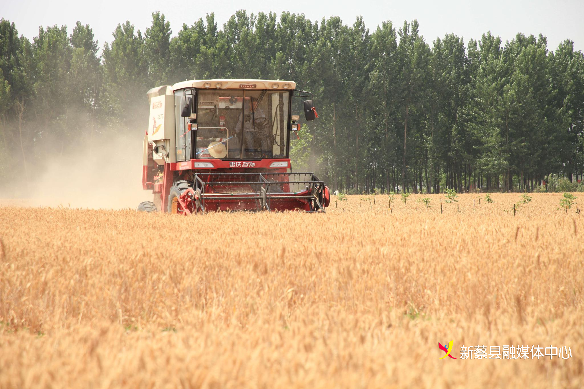 新蔡:夏粮收割记事