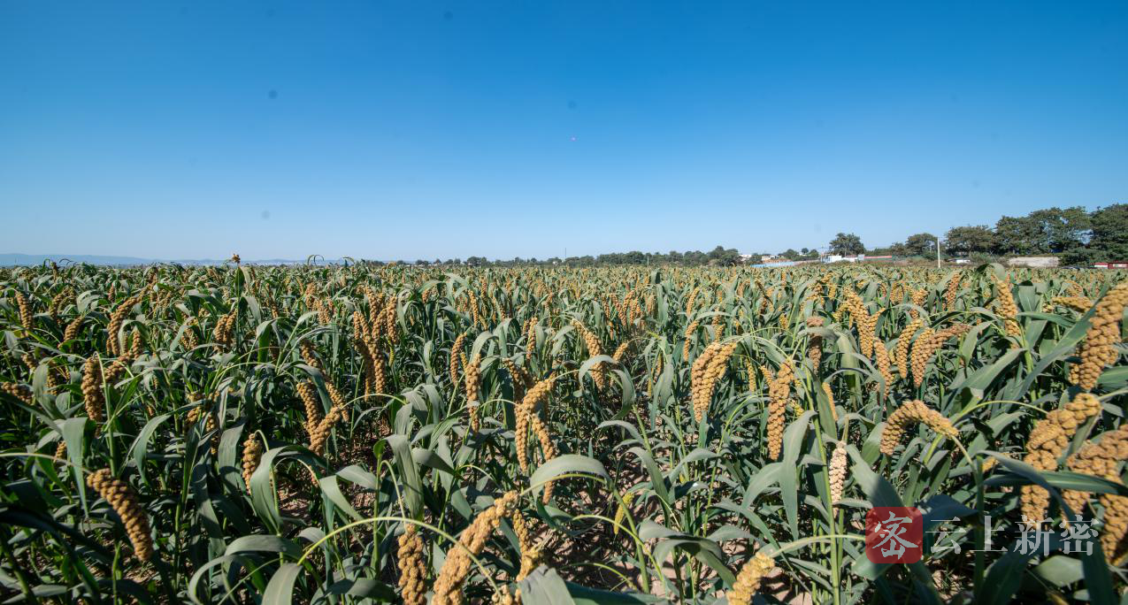 新密市种植十里香小米助推乡村产业振兴