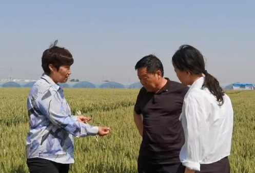 【麦田管理】新乡县:加强麦田后期管理 夯实夏粮丰收基础