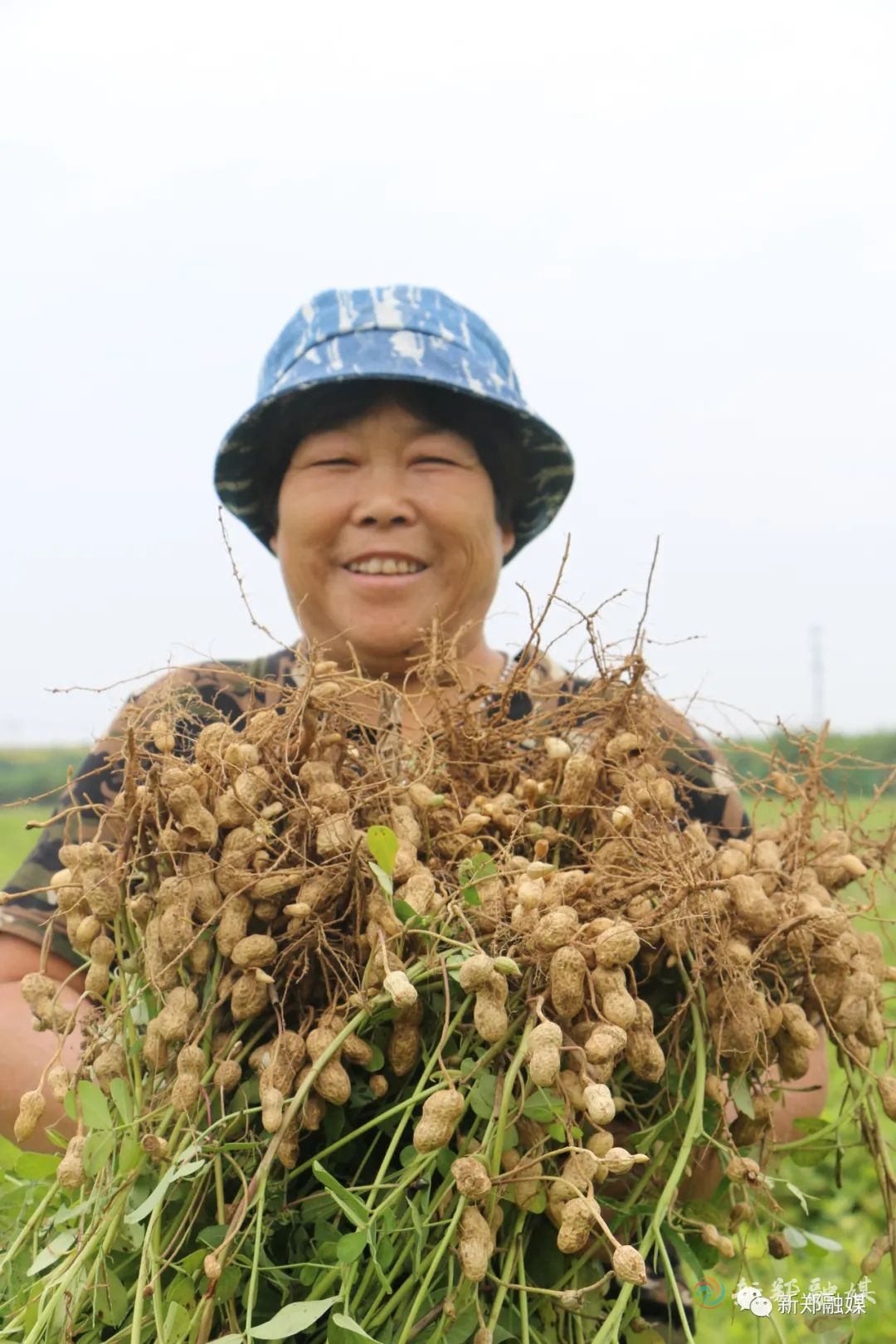 又是一年丰收季新郑这里机械化收获花生忙
