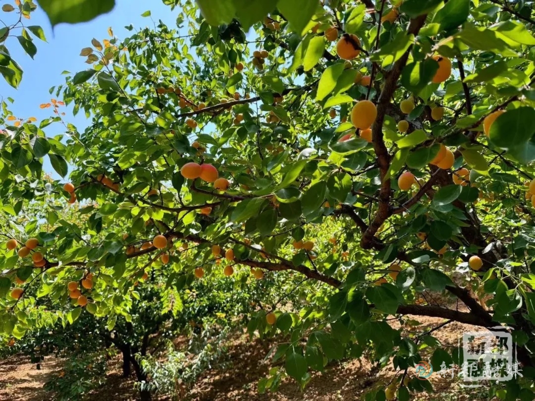 收获"杏"福果!村民致富心里甜