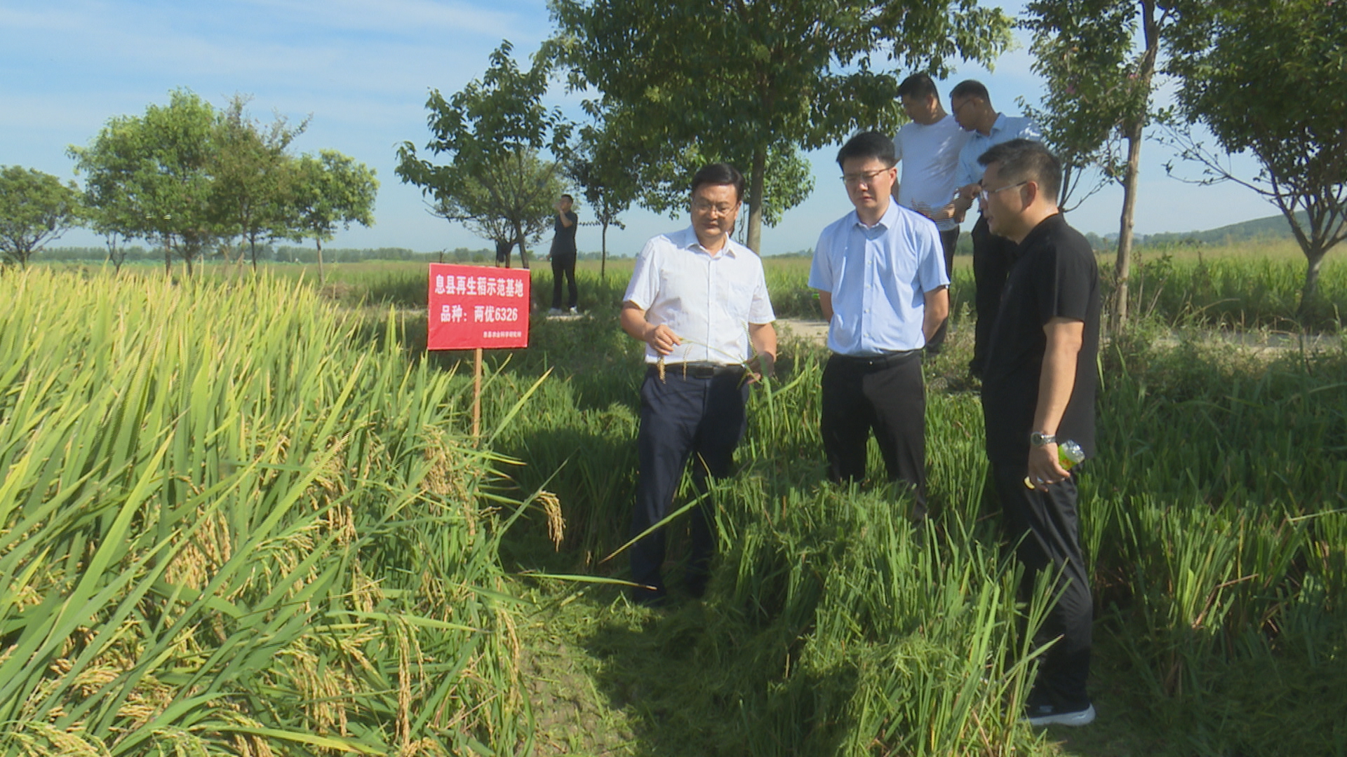 息县再生稻第一茬喜获丰收