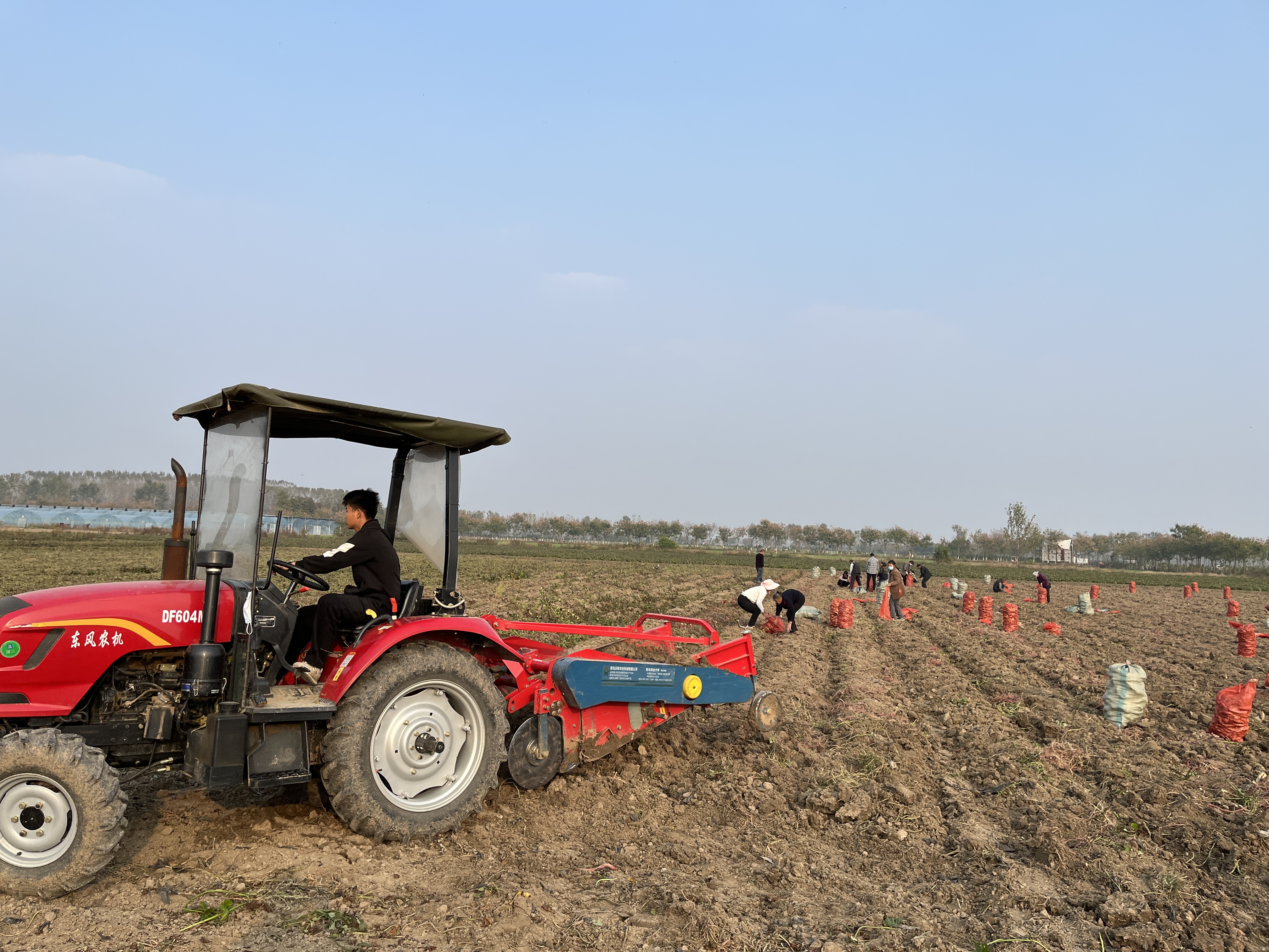 息县东岳镇深秋时节收薯忙